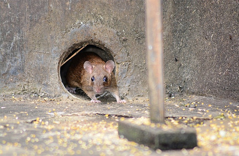 szczury i myszy likwidacja
